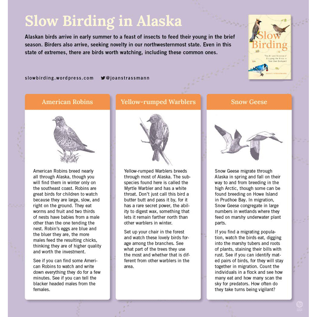 Slow Birding: The Art and Science of Enjoying the Birds in Your Own Backyard