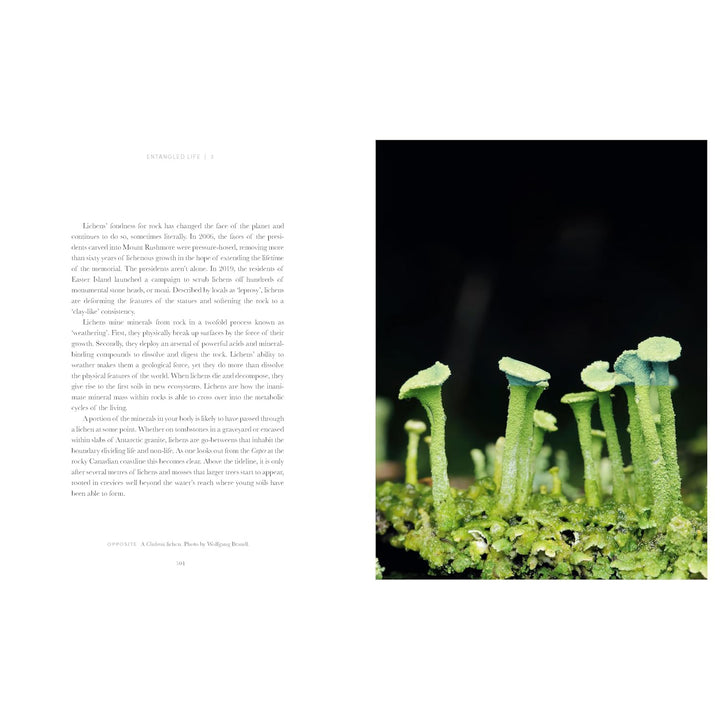 Entangled Life: The Illustrated Edition: How Fungi Make Our Worlds