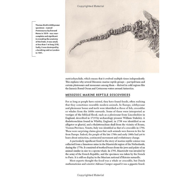 Ancient Sea Reptiles: Plesiosaurs, Ichthyosaurs, Mosasaurs, and More