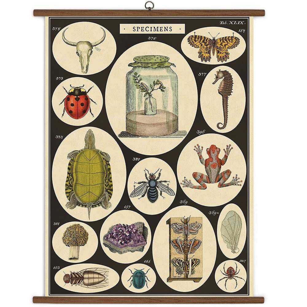 Specimens School Chart | Field Museum Store