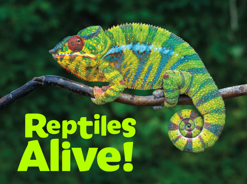 Reptiles Alive