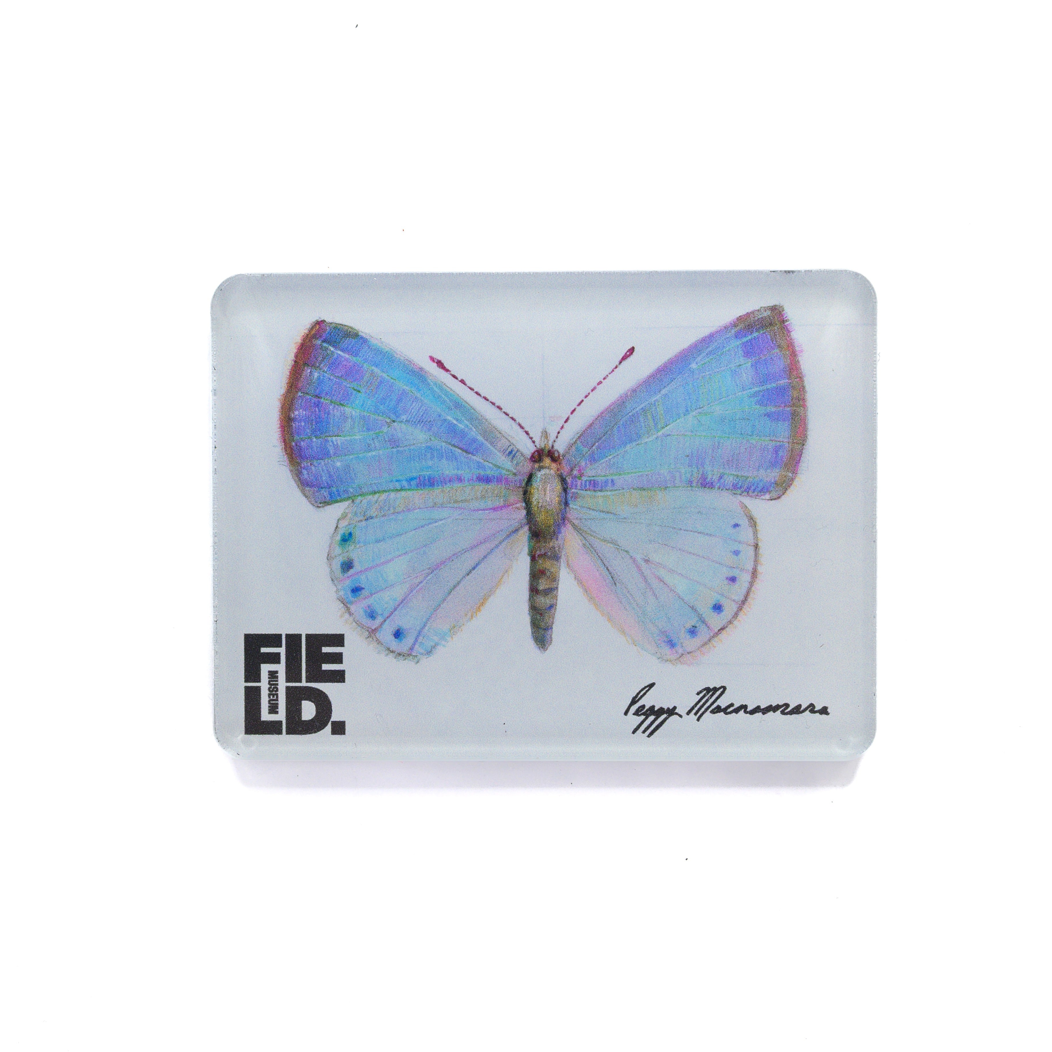 blue-butterfly-peggy-macnamara-magnet