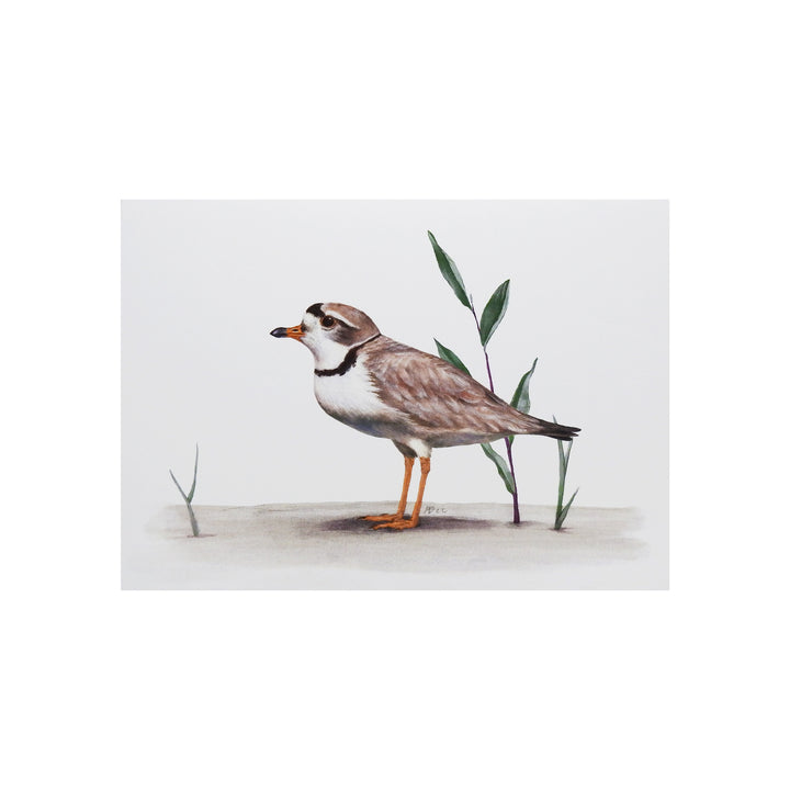 Piping Plover Greeting Card