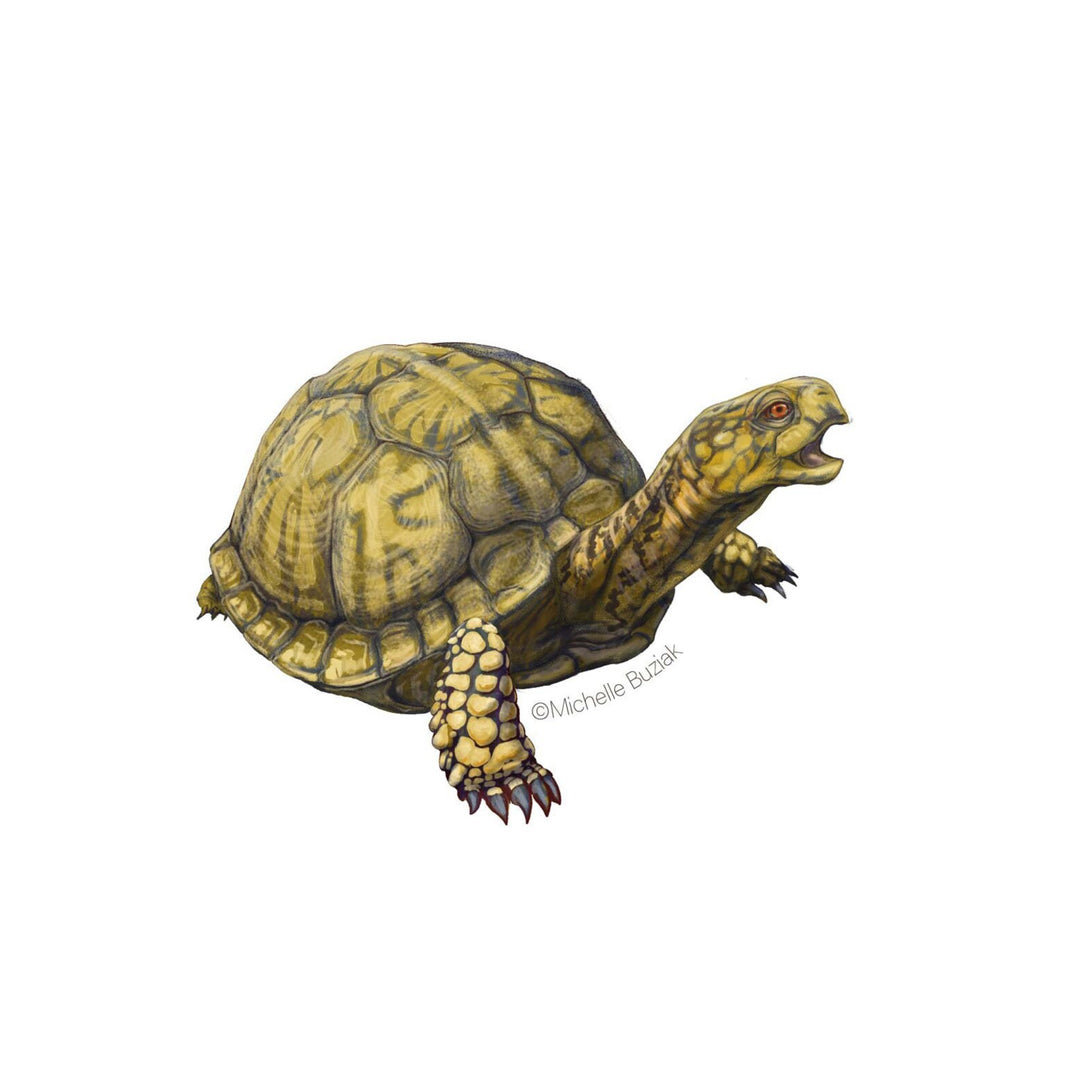 Eastern Box Turtle Sticker