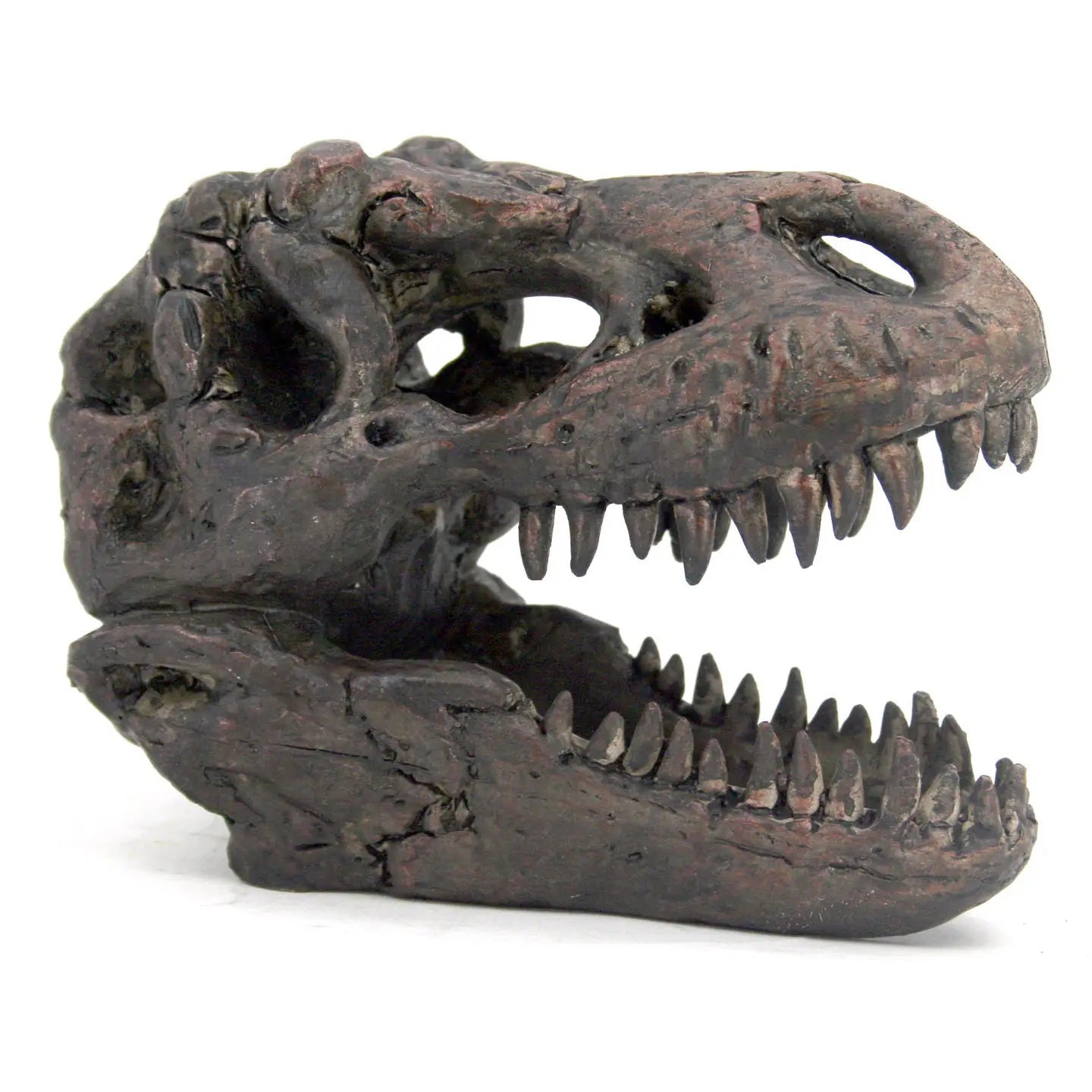 Tyranosaurus Skull Replica