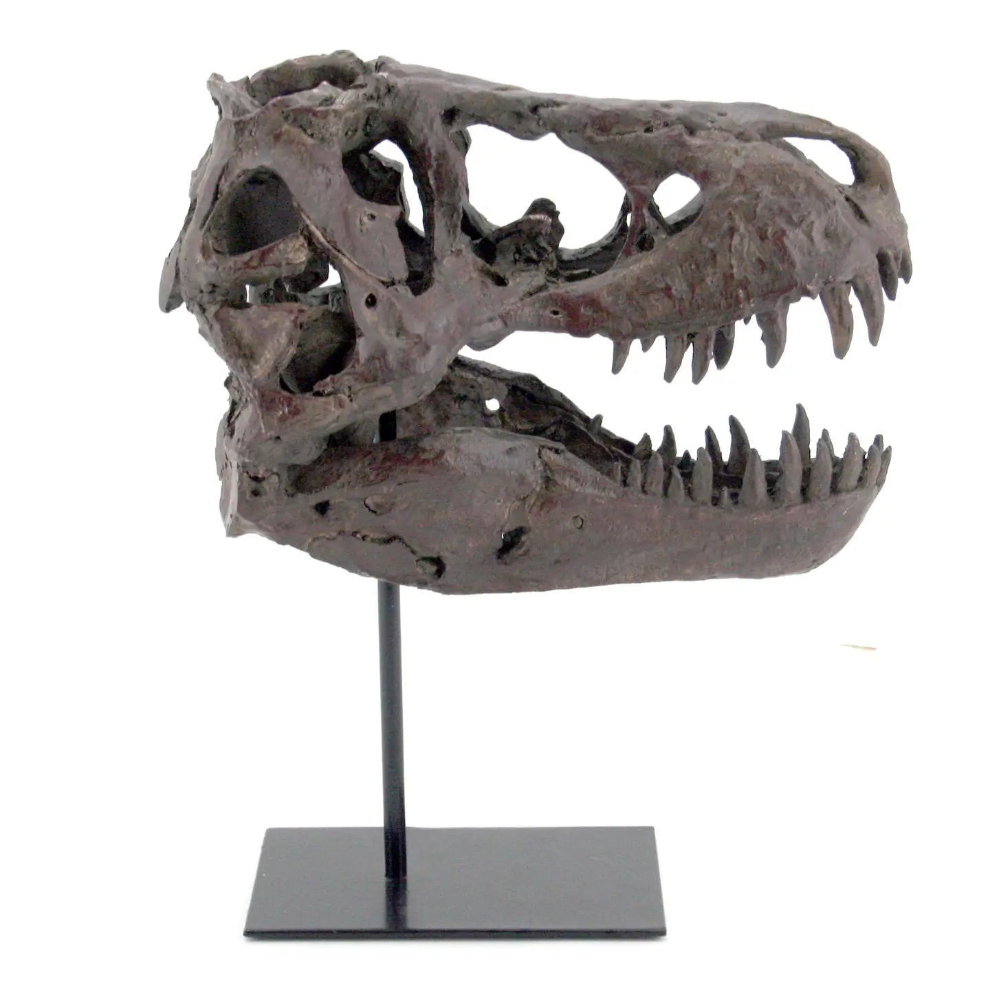 T-rex skull statue on stand-Medium