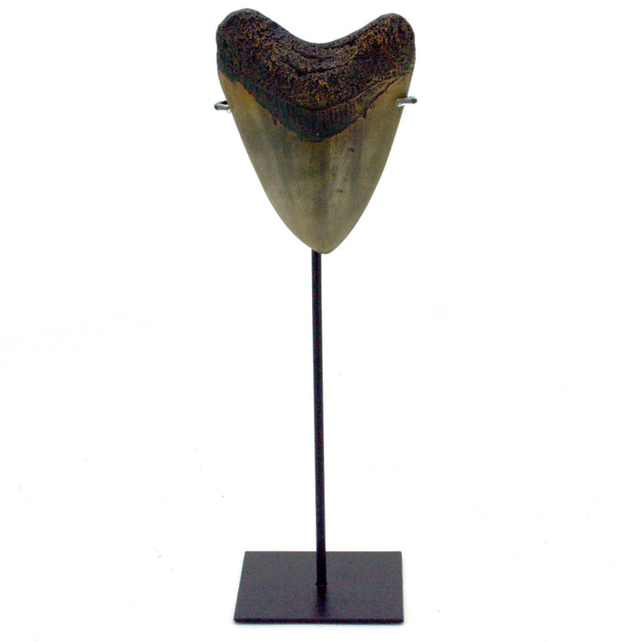Large Megalodon Tooth Replica