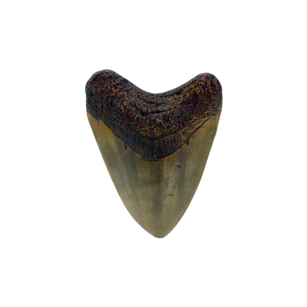 Large Megalodon Tooth Replica