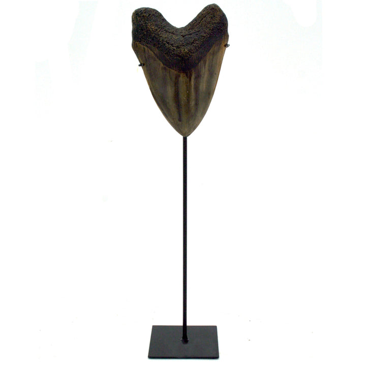 Small Megalodon Tooth Replica