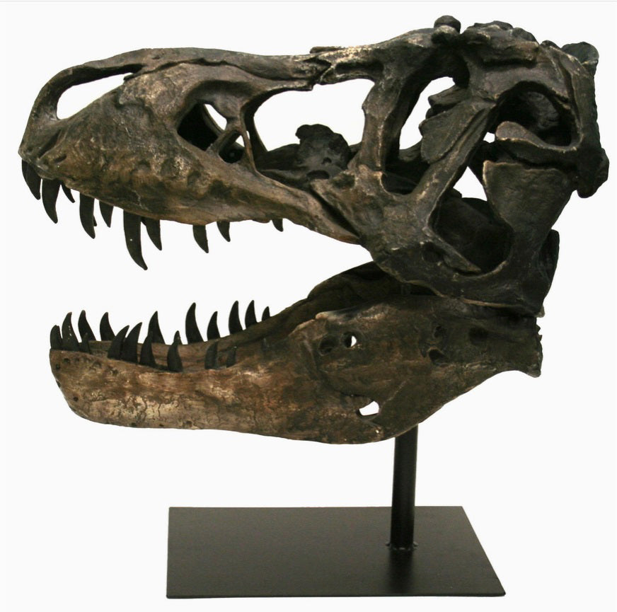Replica T. rex Fossil Skull side