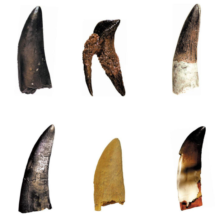 Dino Teeth Replica Collection