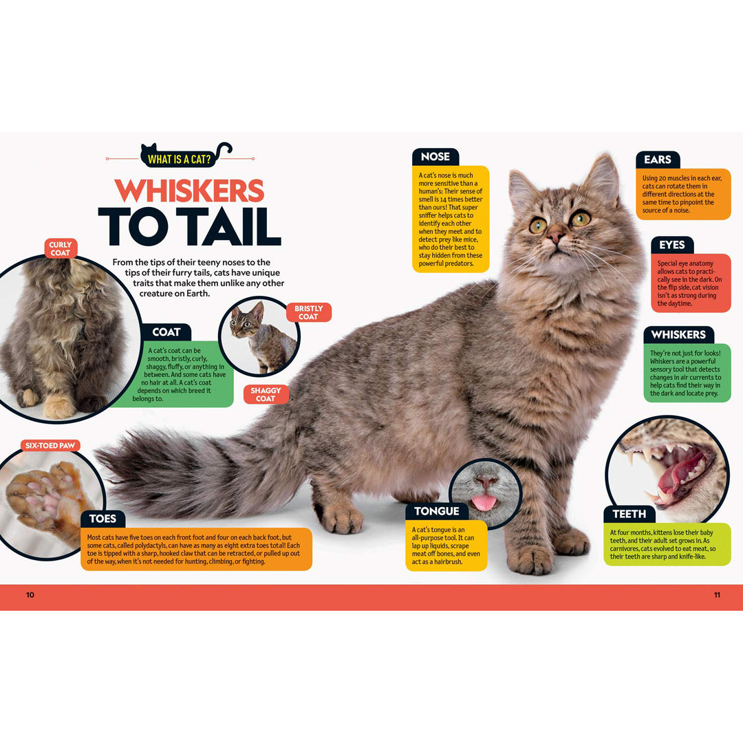 Cat Breed Guide  National Geographic Kids   