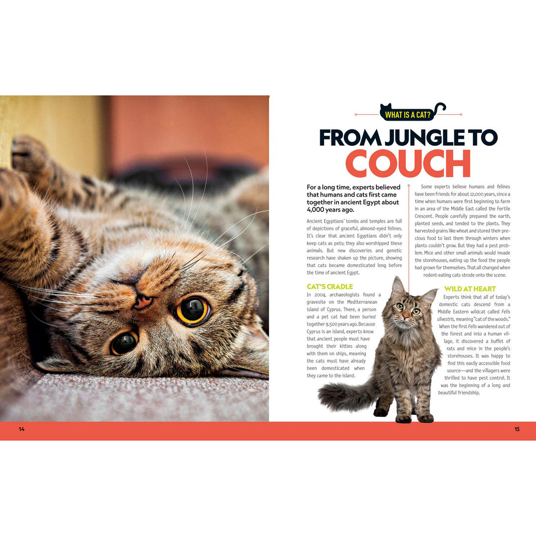 Cat Breed Guide  National Geographic Kids   