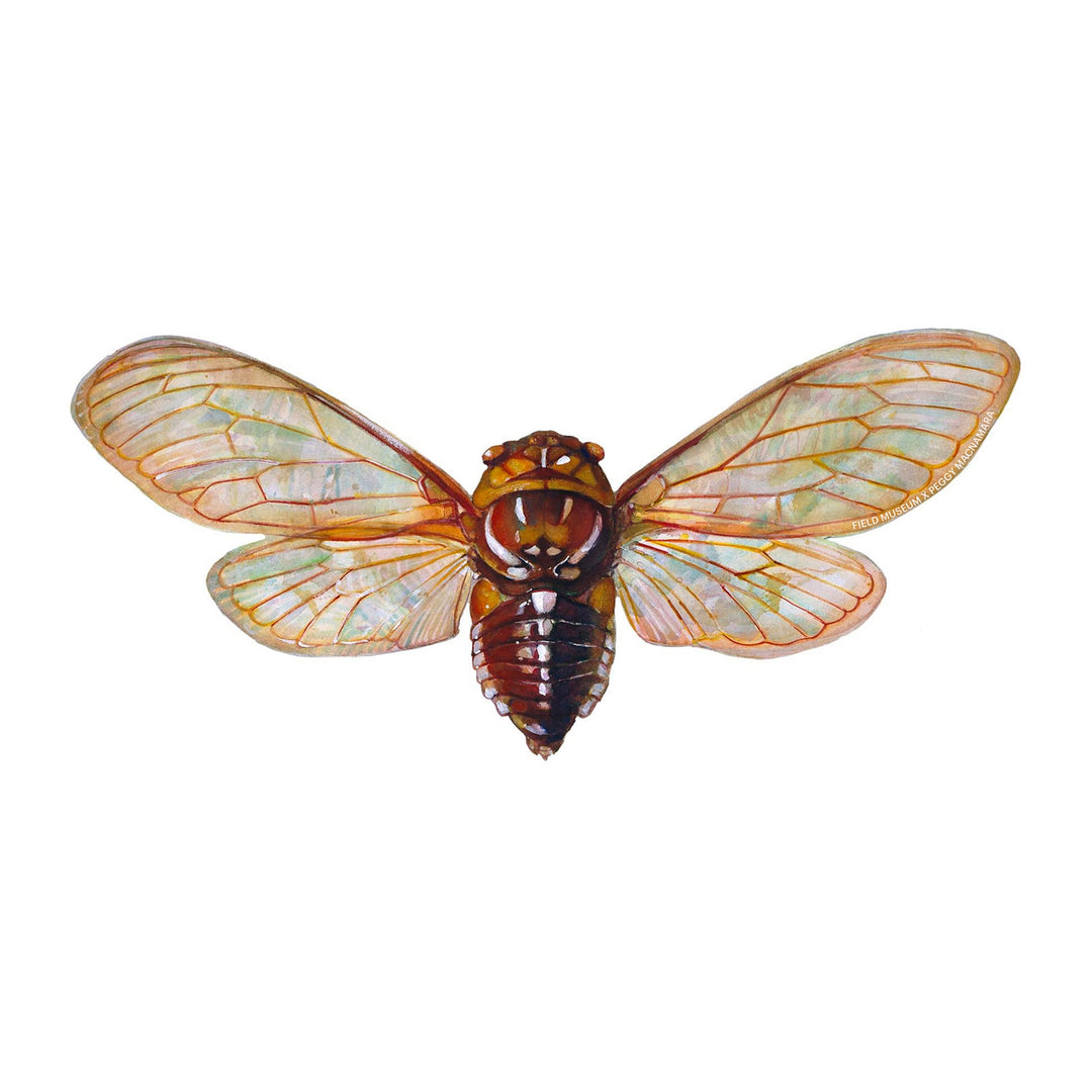 Peggy Macnamara Cicada Sticker
