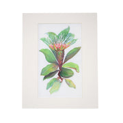 PEGGY MACNAMARA PLANT PRINT