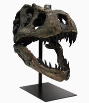 Replica T. rex Fossil Skull