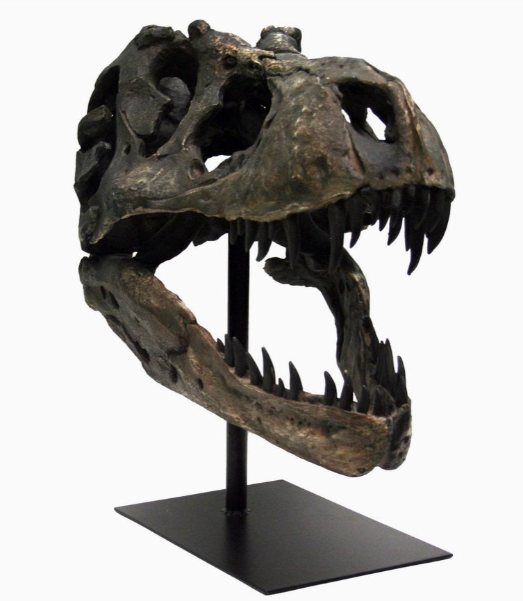 Replica T. rex Fossil Skull
