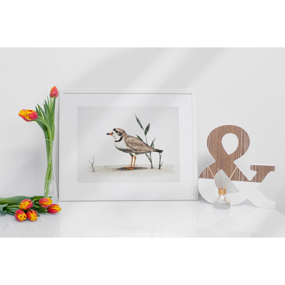 Piping Plover Print