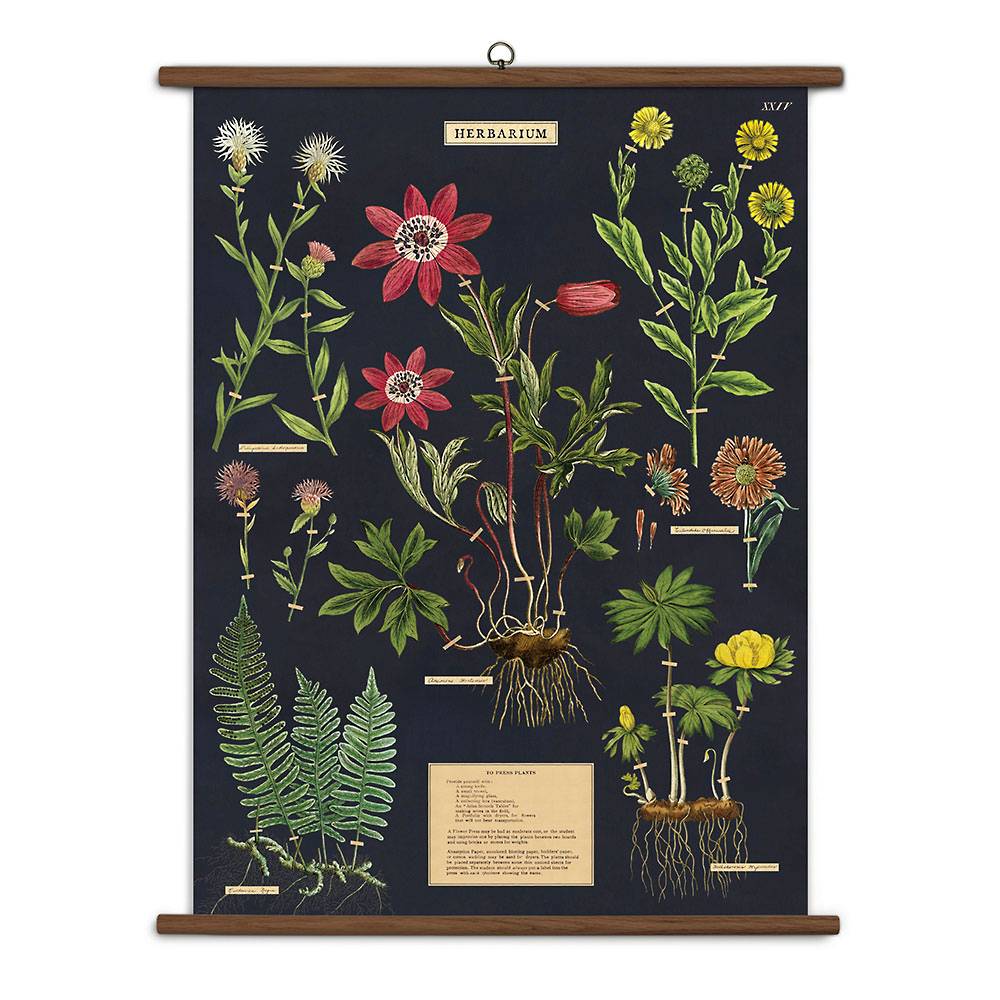 Herbarium School Chart | Field Museum Store