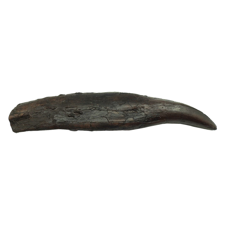 SUE the T. rex Tooth Replica | Field Museum Store
