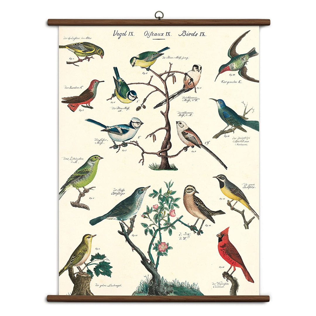 Bird School Chart